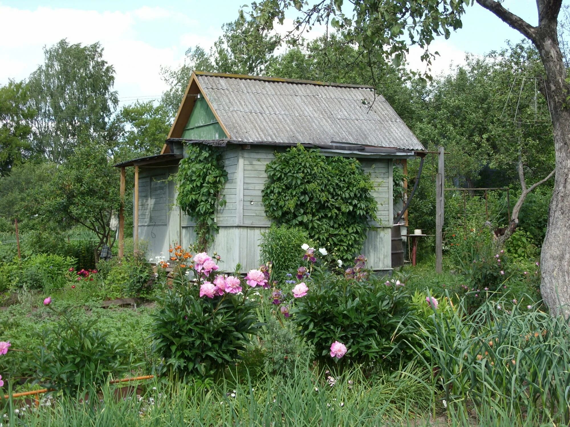 тульская область ясногорский район снт лесовичок. ясногорск тула снт заря. тульская область ясногорский район снт лесовичок. ясногорск снт. угловой дом 30 кв в деревне.