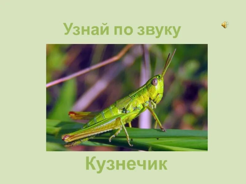 Кузнечик какие звуки издает 4. Кузнечик издает звуки. звук кузнечика. звуки которые издает кузнечик. какие звуки у кузнечика.