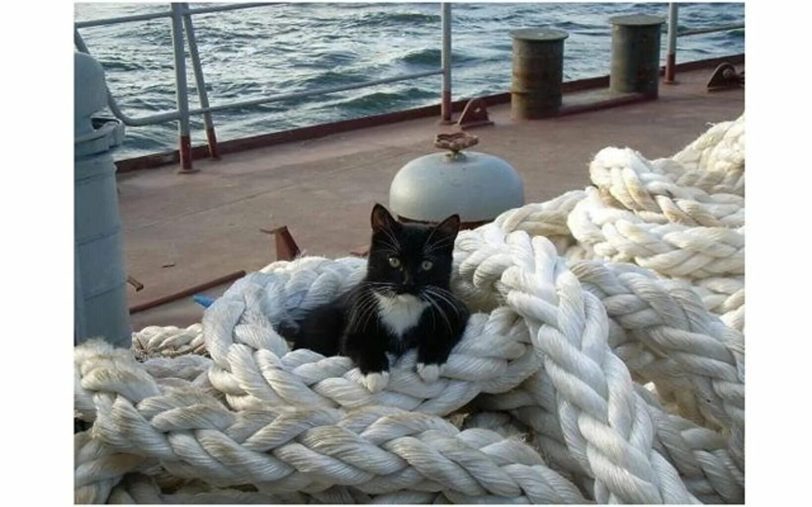 Корабельный кот. Непотопляемый Сэм Корабельный кот. Кошка на корабле. Котенок на корабле. Черная кошка на корабле.