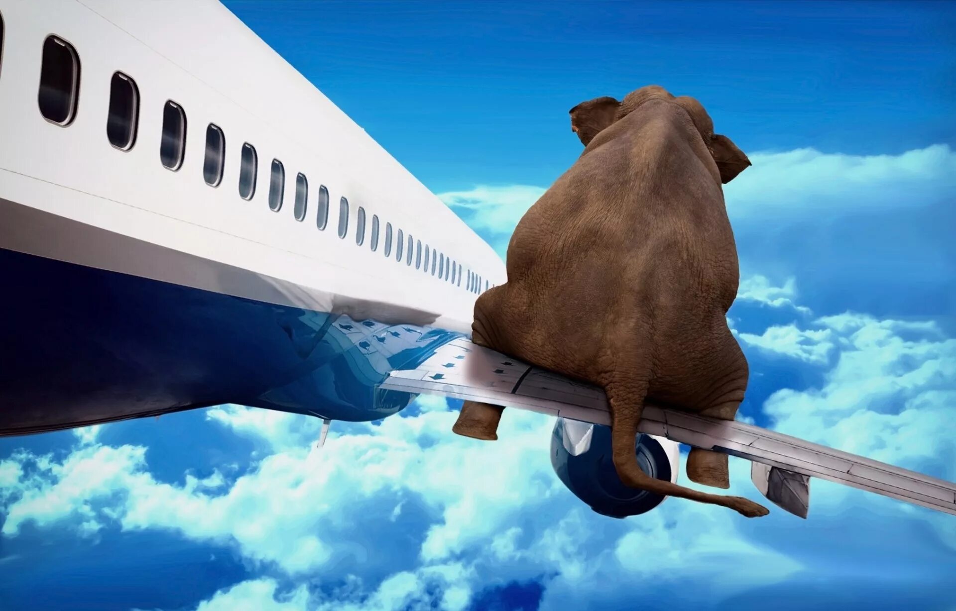 Счастливый самолет. Смешные самолеты. Летающий слон. Обои самолет.