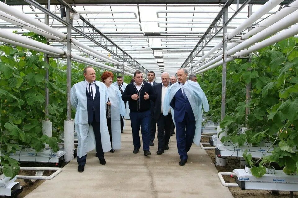 колхоз ленина грудинин. совхоз краснянский 1962. совхоз главный. молочная ферма совхоз им ленина. совхоз им ленина московская область.