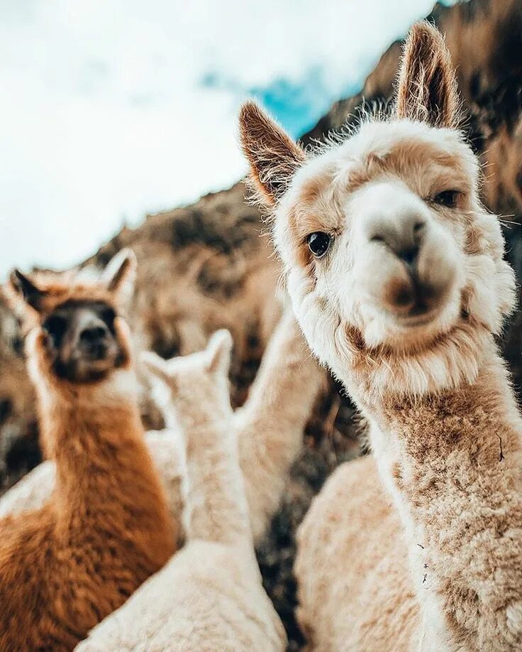 Reflection llama