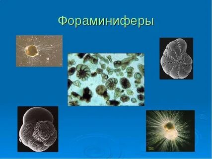 Амебы фораминиферы