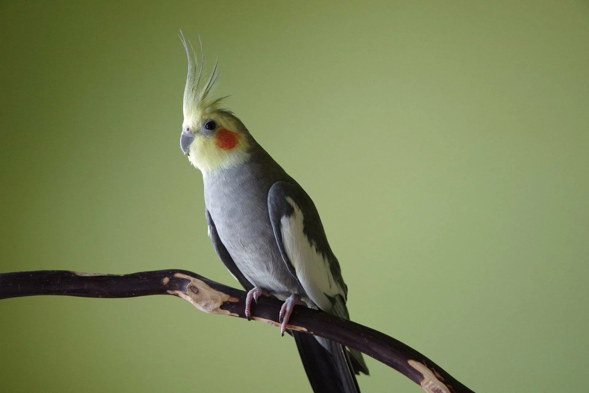 Корелла описание. Попугай корелла. Нимфа корелла попугай. Корелла Cockatiel. Попугай корелла лютино.