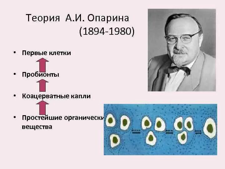 Опарин гипотеза. Коацерватная теория возникновения жизни Опарина. Белково-коацерватная теория Опарина схема. Теория коацерватных капель Опарина. Теория коацерватных капель Академика а. и. Опарина..