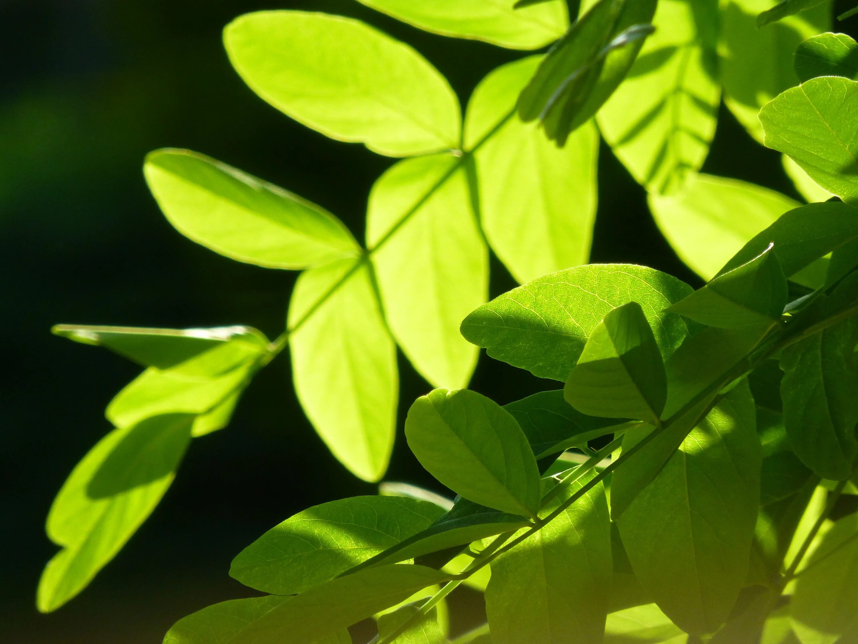 Natural leaves. Зелёные растения. Листья. Листья растений. Зеленый лист.