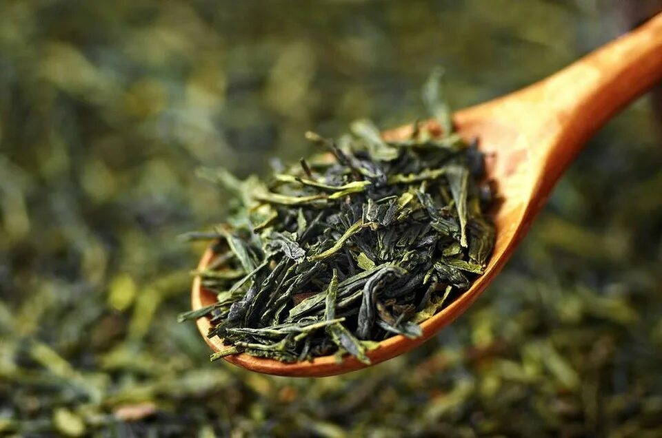 Листья черного польза. Чай зеленый "чай Великого императора". Мао Цзянь чай заварка. Зеленый чай Green Tea. Зеленый чай «китайская липа».