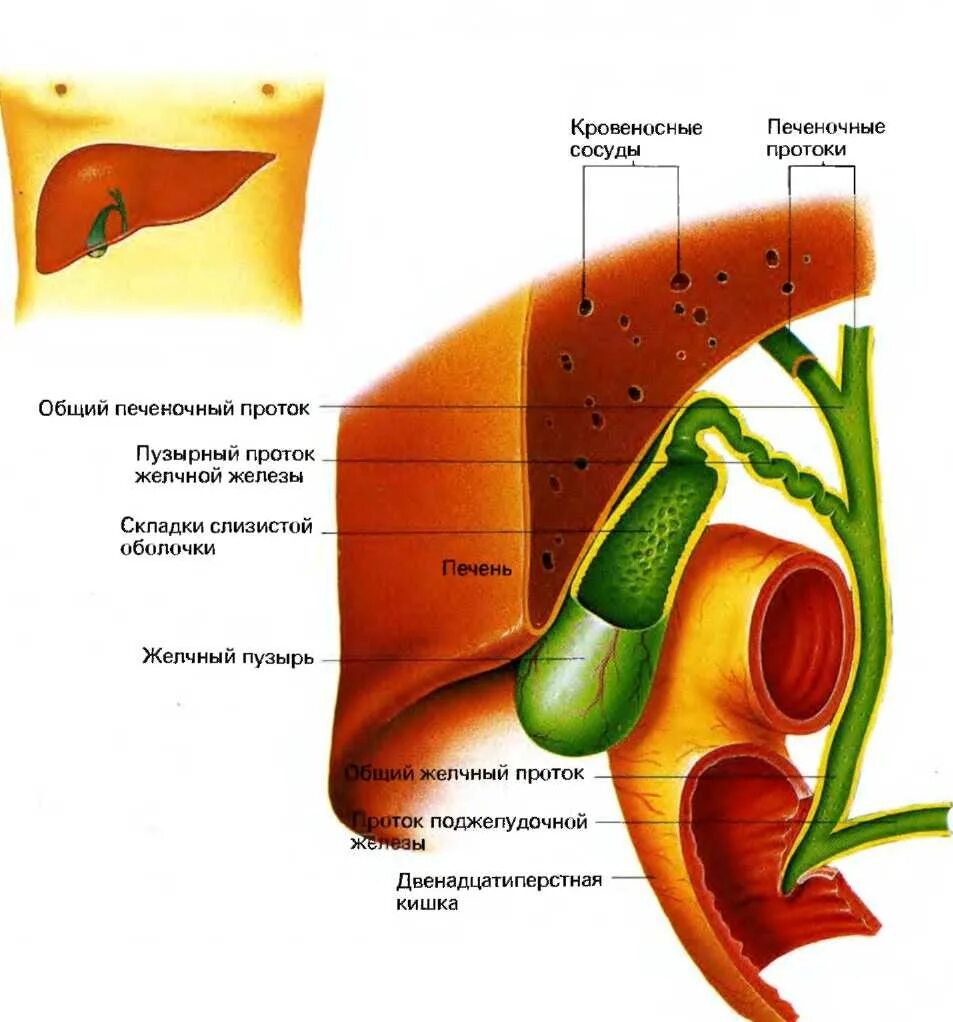 Работа печени и желчного. Анатомия расположения желчного пузыря. Расположение желчь пузыря. Строение печени и желчного пузыря. Строение желчи.