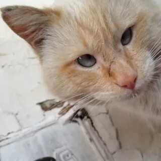 Коту тимофею не меньше десяти лет
