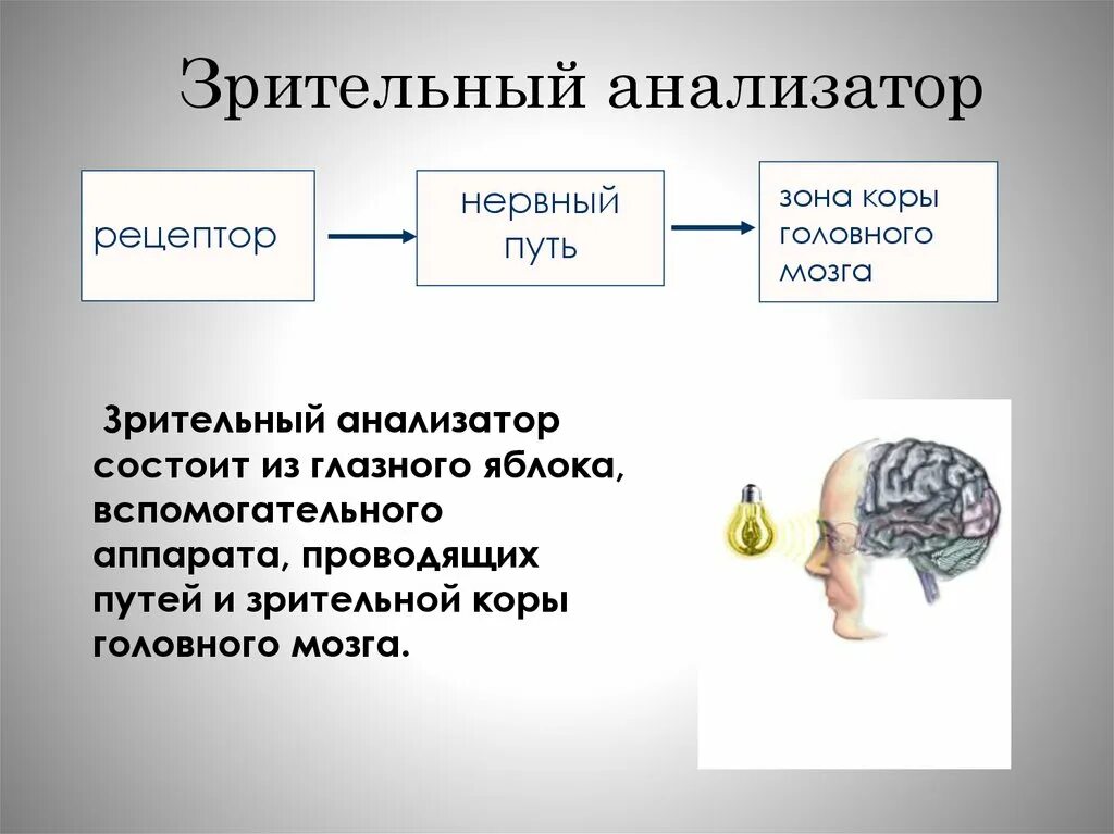 Общая схема зрительного анализатора. Зрительный анализатор гигиена строение и функции. Строение зрительного анализатора Рецептор. 1. Строение и функции зрительного анализатора. Анализаторы биология 8 класс видеоурок