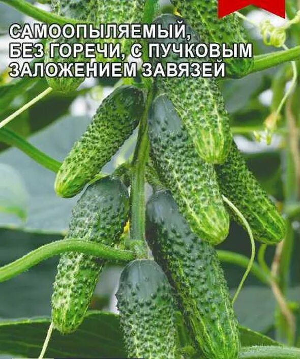 Семена огурцов семеро козлят. Сорт огурцов семеро козлят. Огурцы семеро козлят. Огурец семеро козлят описание отзывы фото посадка и уход. Огурцы семеро козлят.