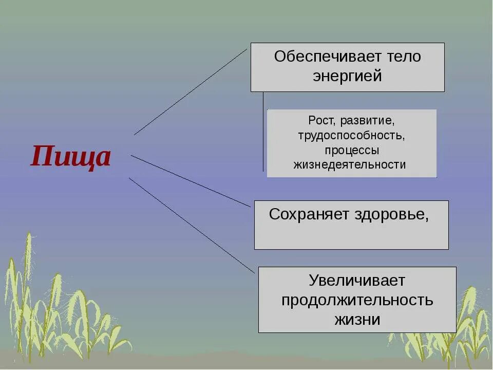 Пища какой экологический фактор