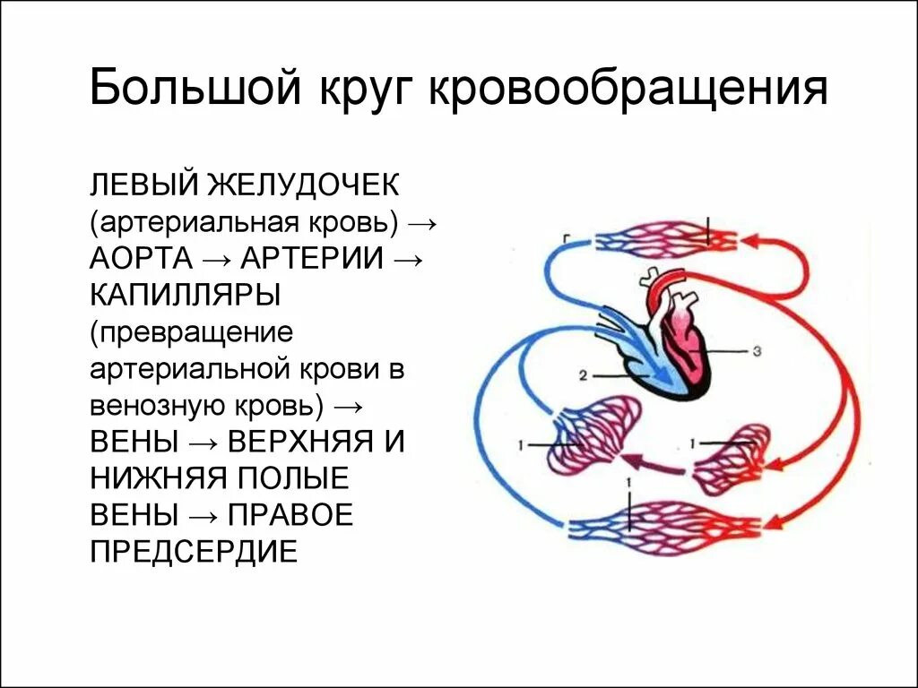 Какая кровь большого круга