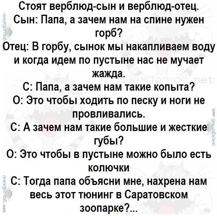 Анекдот про верблюда. Анекдоты про верблюдов. Анекдот про верблюда который замерз. Добрые анекдоты.