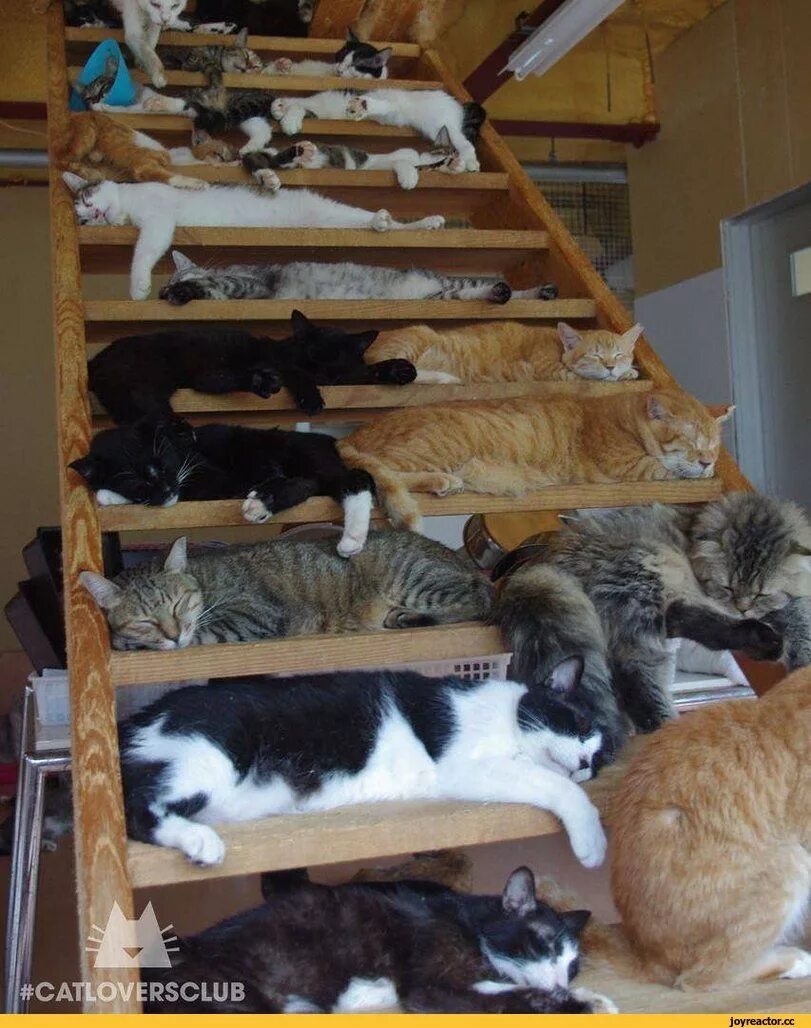 Кот в поиске дома. Много кошек. куча кошек. много котов в квартире. куча котов в доме.