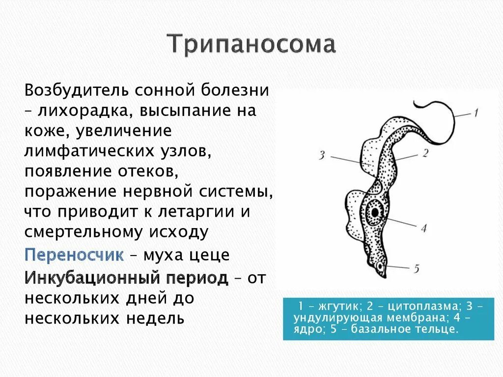 Трипаносома это