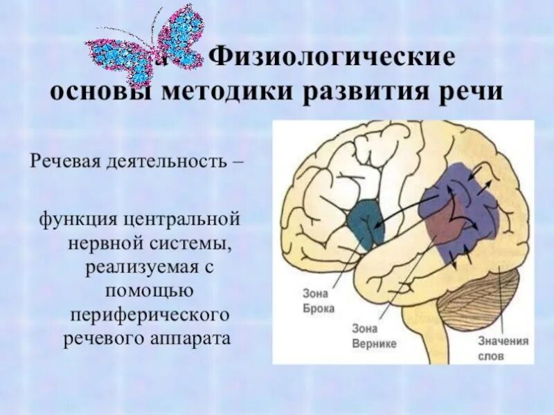 Физиологические основы речи. Физиологические основы речи в психологии. Анатомо-физиологические механизмы реч. Анатомо физиологические основы речи.