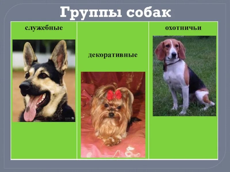 Проект 3 класс мир собак Проект мир собак