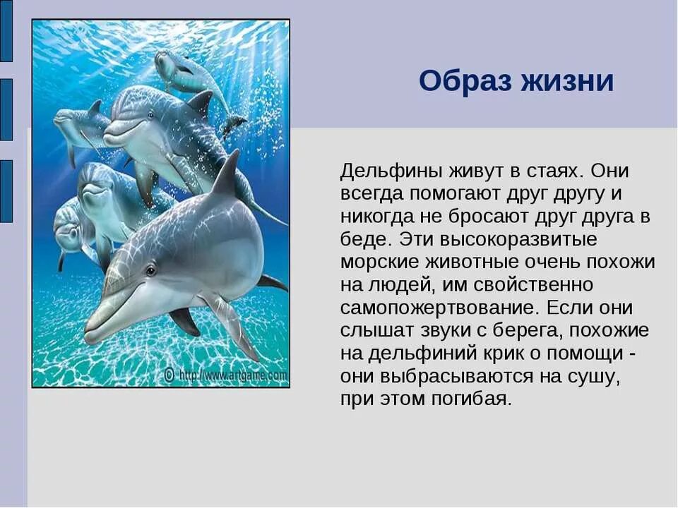 Рассказ о дельфинах. Сообщение о дельфине. Доклад о дельфине. Доклад про дельфинов. Впр текст про дельфинов