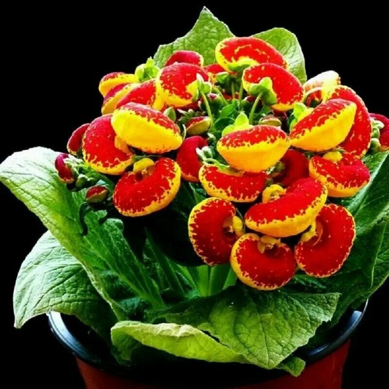 Calceolaria - Çanta Çiçeği Çiçek, Geziler