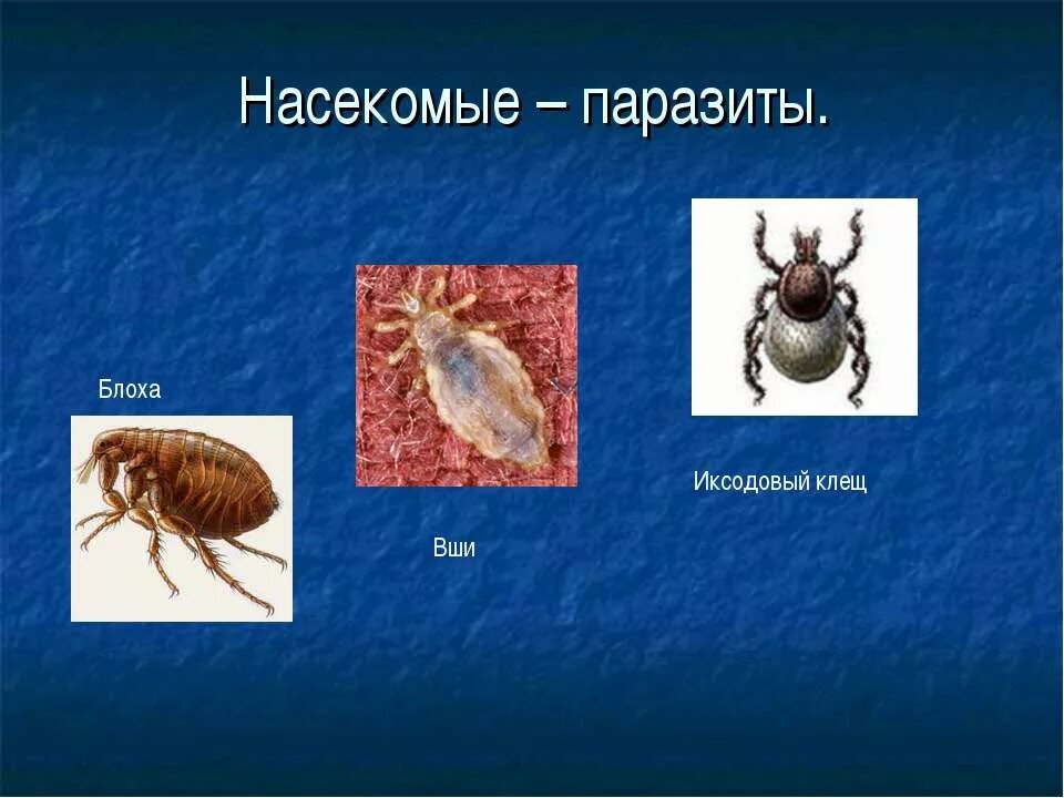 Клещ класс членистоногие. Представители насекомых паразитов. Насекомые паразиты человека и животных. Животные паразиты класс насекомые.