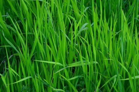 Grass plant