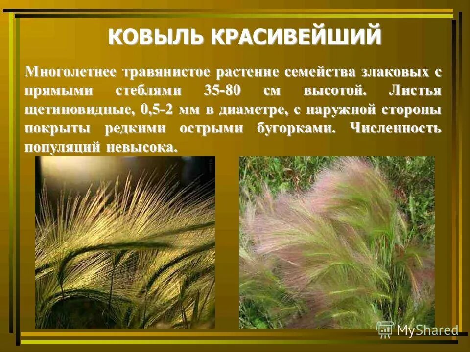 ковыль красная книга. типчаково-ковыльная растительность. ковыль в пензенской области. ковыль в пензенской области. ковыль перистый красная книга.