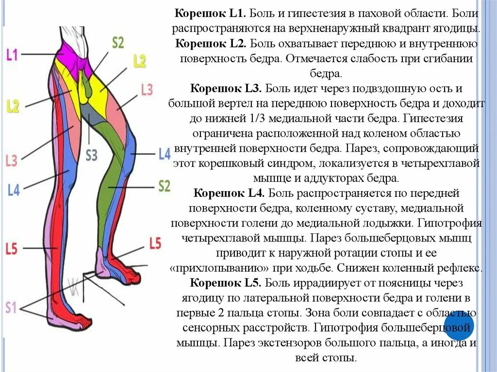 Боль внутри ягодицы. Боль внутри ягодицы