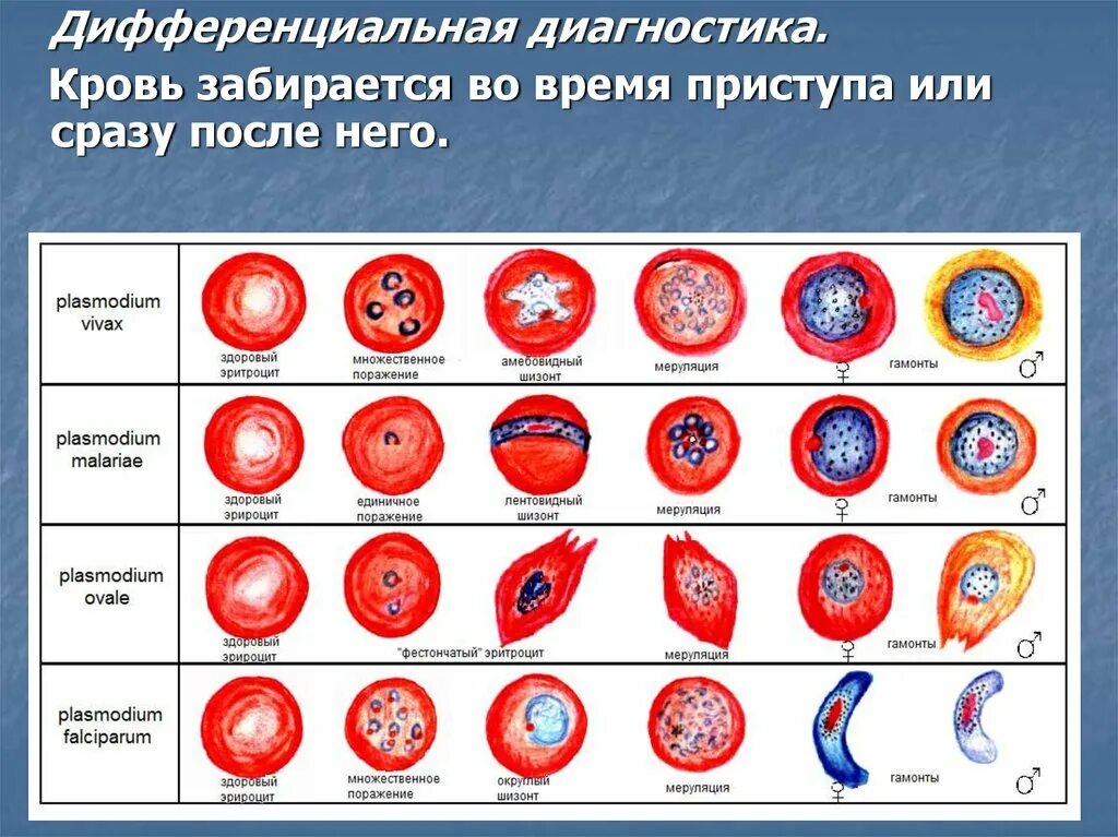 Малярия стадии развития плазмодия. Диагностические стадии Plasmodium. Диагностические стадии плазмодия. Стадии развития Plasmodium Vivax. Микрогаметоцит это