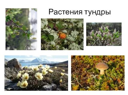 Жизнь растений тундры