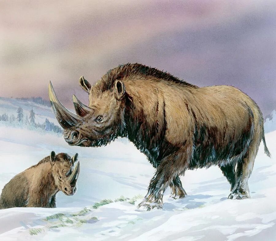 Шерстистый мамонт бивни. Гигантский мамонт. Доисторических животных находятся на территории якутии. Доисторических животных находятся на территории якутии. Доисторических животных находятся на территории якутии.