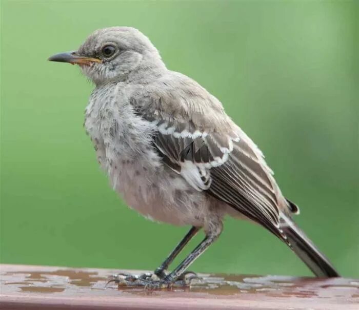 Mocking bird. Дрозд пересмешник. Многоголосый пересмешник птица. Птицы Австралии пересмешник. Певчие пересмешники.