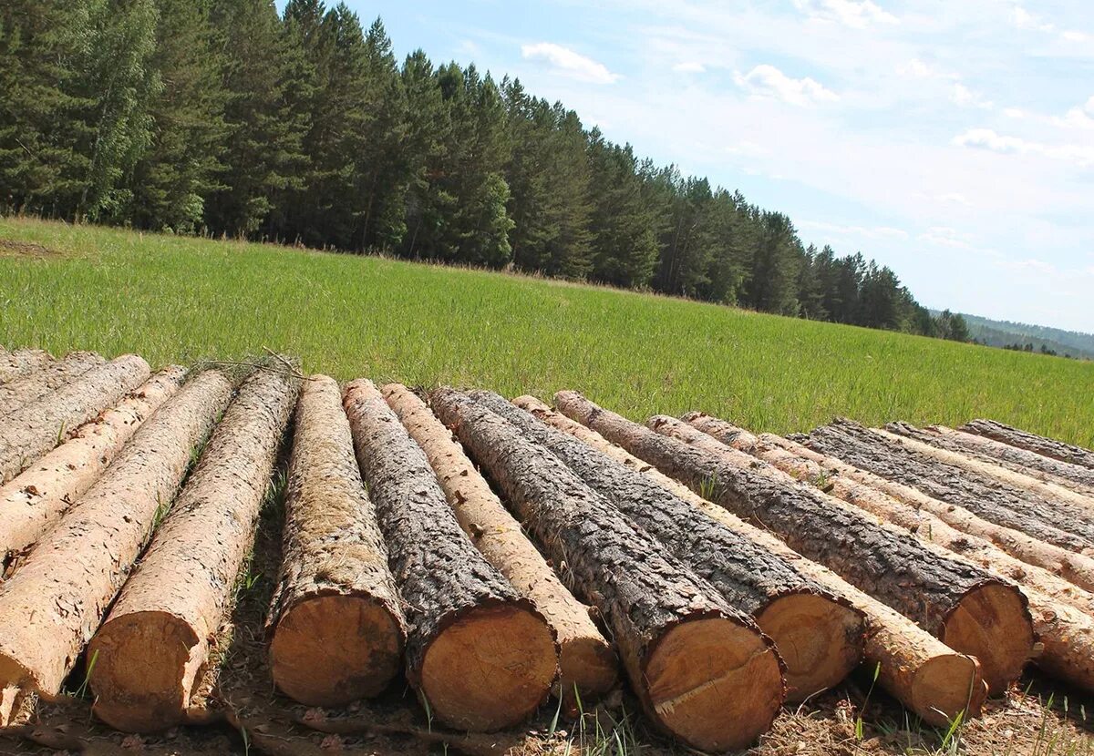 ЛПК Лесной промышленности. Лесопромышленный комплекс древесина. Лесная промышленность России лесопромышленные комплексы. Лесная, деревообрабатывающая и целлюлозно-бумажная промышленность. Целлюлозная и деревообрабатывающая промышленность
