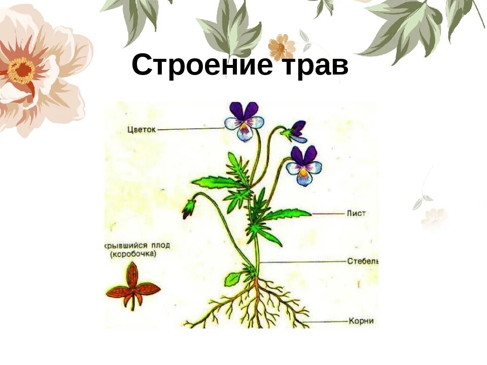 Строение цветковых рисунок. Строение растения. Строение травы. Строение растения схема. Строение и части растений.
