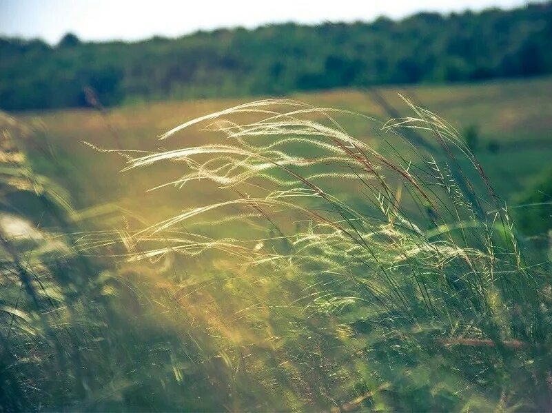 Спасаемся от жары. Летом сильно. Летом сильно. Дуновение ветра. Сильный ветер.