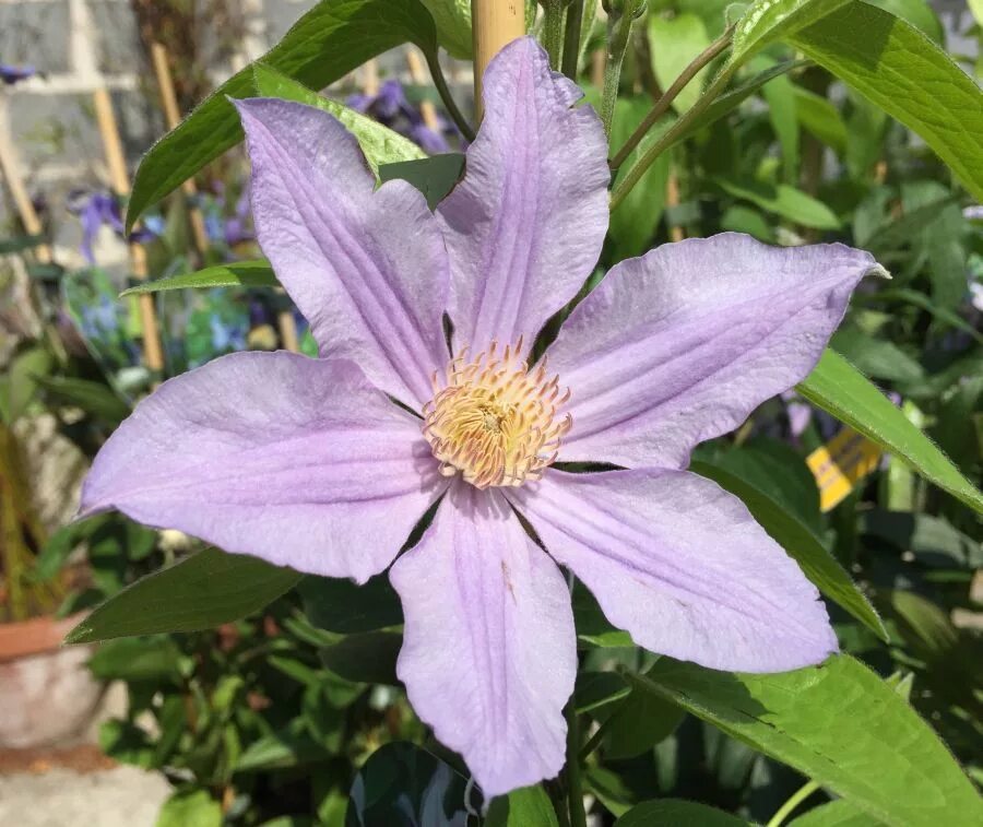 Клематис ист ривер. Клематис миссисипи ривер. Клематис блю ривер зкс. Клематис ист ривер. Клематис ривер описание.