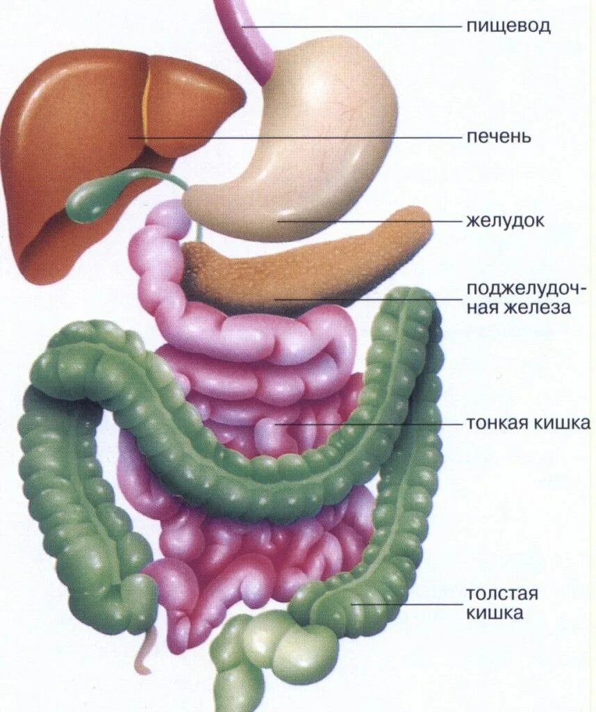 Печень влияет на желудок. Анатомия ЖКТ человека кишечник. Строение ЖКТ тонкий кишечник. Анатомия ЖКТ толстая кишка. Тонкая и толстая кишка ЖКТ.