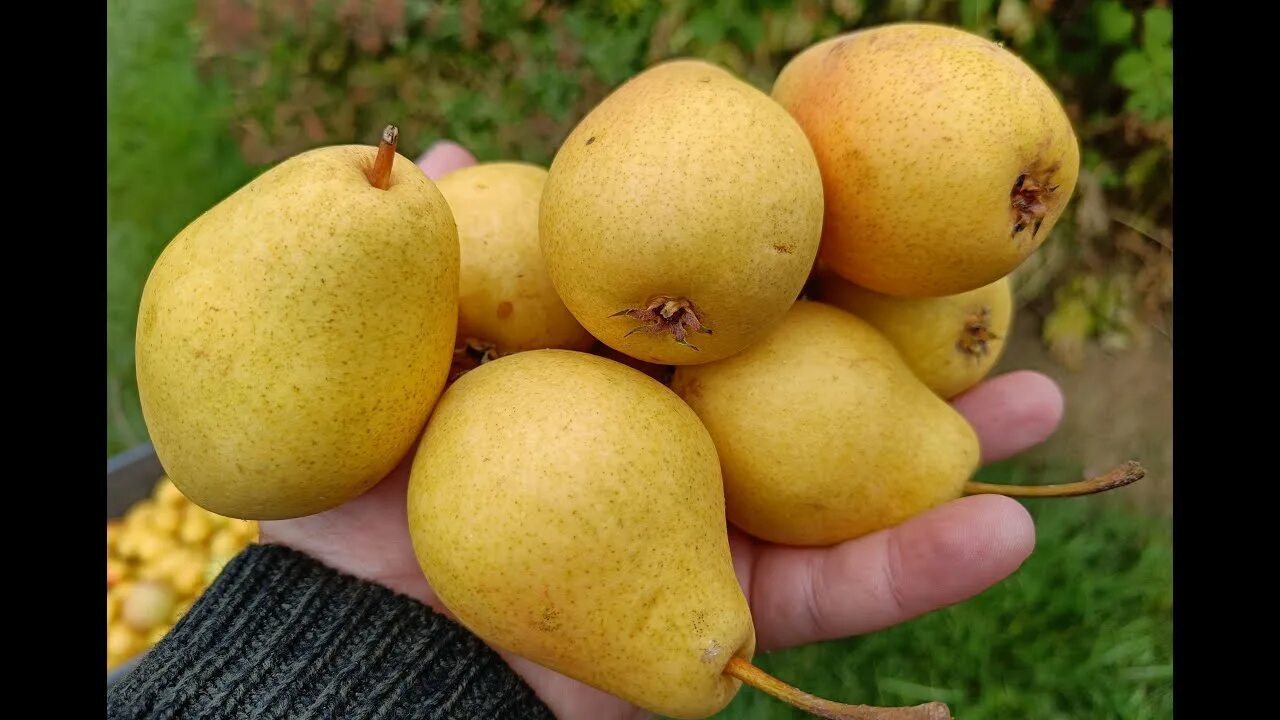 Груша летняя Чижовская. Груша Киргизская зимняя. Груша февральский сувенир. Груша Чижовская (с20, 150-200 см). Груша киргизская зимняя описание отзывы