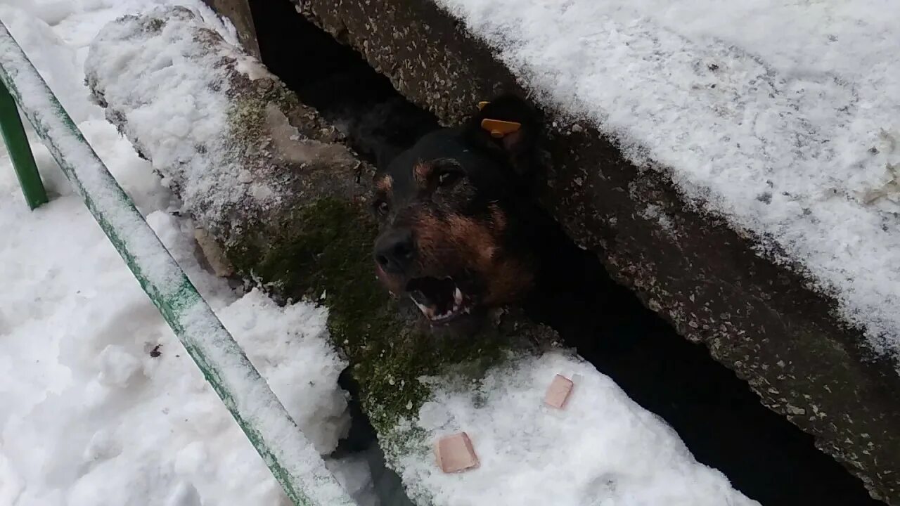 Видео спасай животных