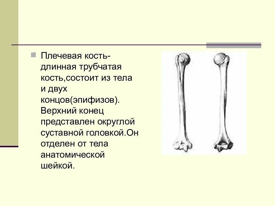 Длинная трубчатая кость плечевая. Эпифиз плечевой кости. Плечевая кость эпифиз метафиз диафиз. Длинная трубчатая кость плечевая кость.