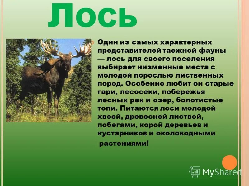 Чей лось. Стихотворение про лося для детей. Информация о Лосе. Лось описание. Образ жизни лося.