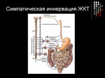 Что такое иннервация