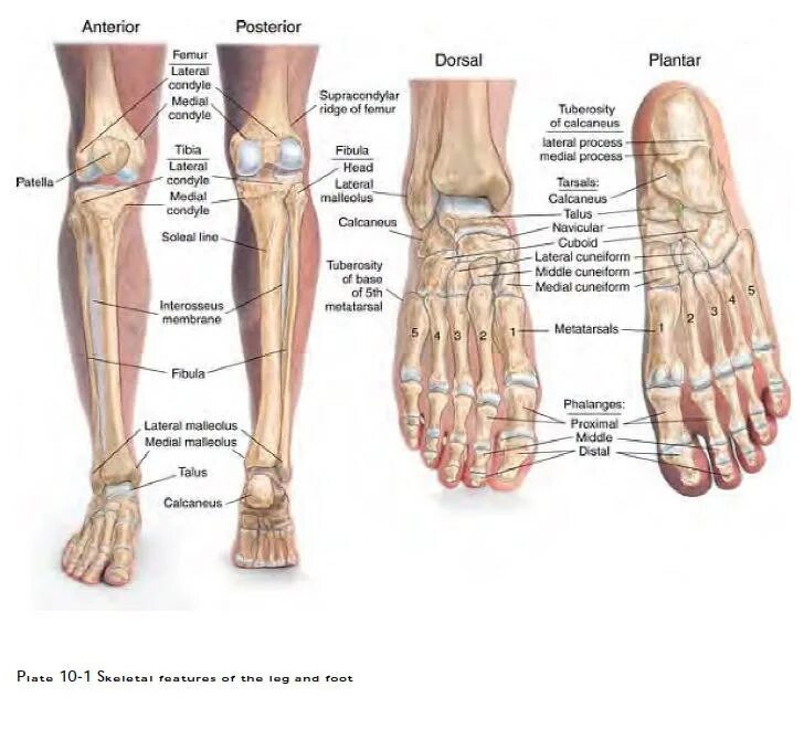 Части нижней конечности. Кости ноги человека анатомия. Строение ног человека анатомия костей. Нога анатомия строение кости. Строение ступни человека кости.