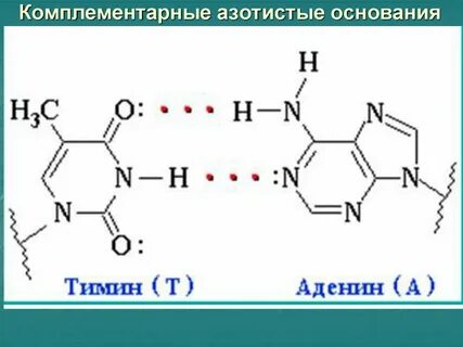Водородные связи между комплементарными азотистыми основаниями