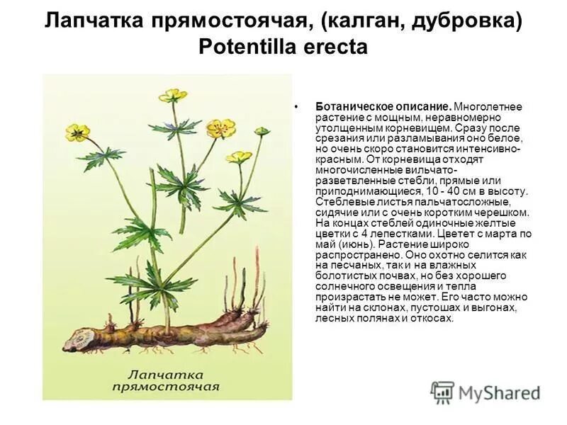 Калган корень свойства и противопоказания. Лапчатка прямостоячая Potentilla erecta. Лапчатка прямостоячая калган. Корневища лапчатки прямостоячей. Лапчатка гусиная и прямостоячая.