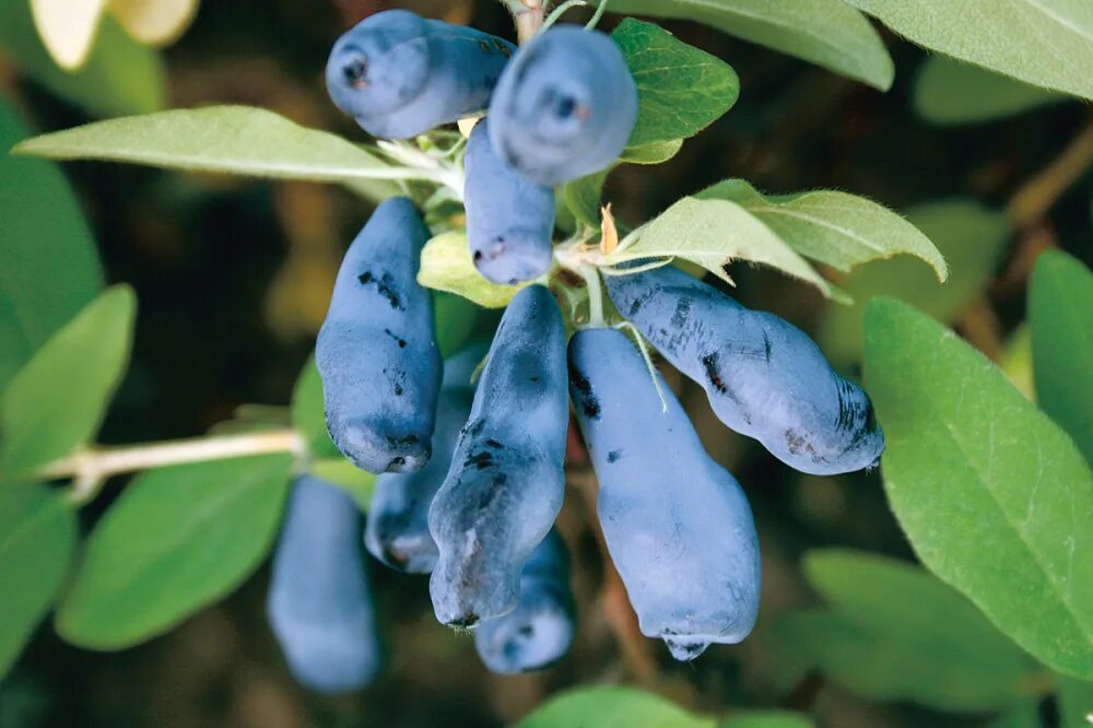 Жимолость съедобная Соловей. Жимолость съедобная (Lonicera edulis). Жимолость Морена. Жимолость синяя птица описание сорта фото отзывы