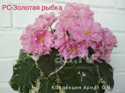 Рс золотая рыбка
