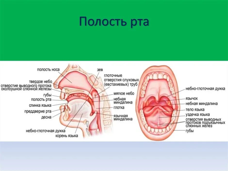 Структура полости рта. Анатомическое строение полости рта. строение ротовой полости схема. строение ротовой полости человека сбоку. ротовая полость строение анатомия.