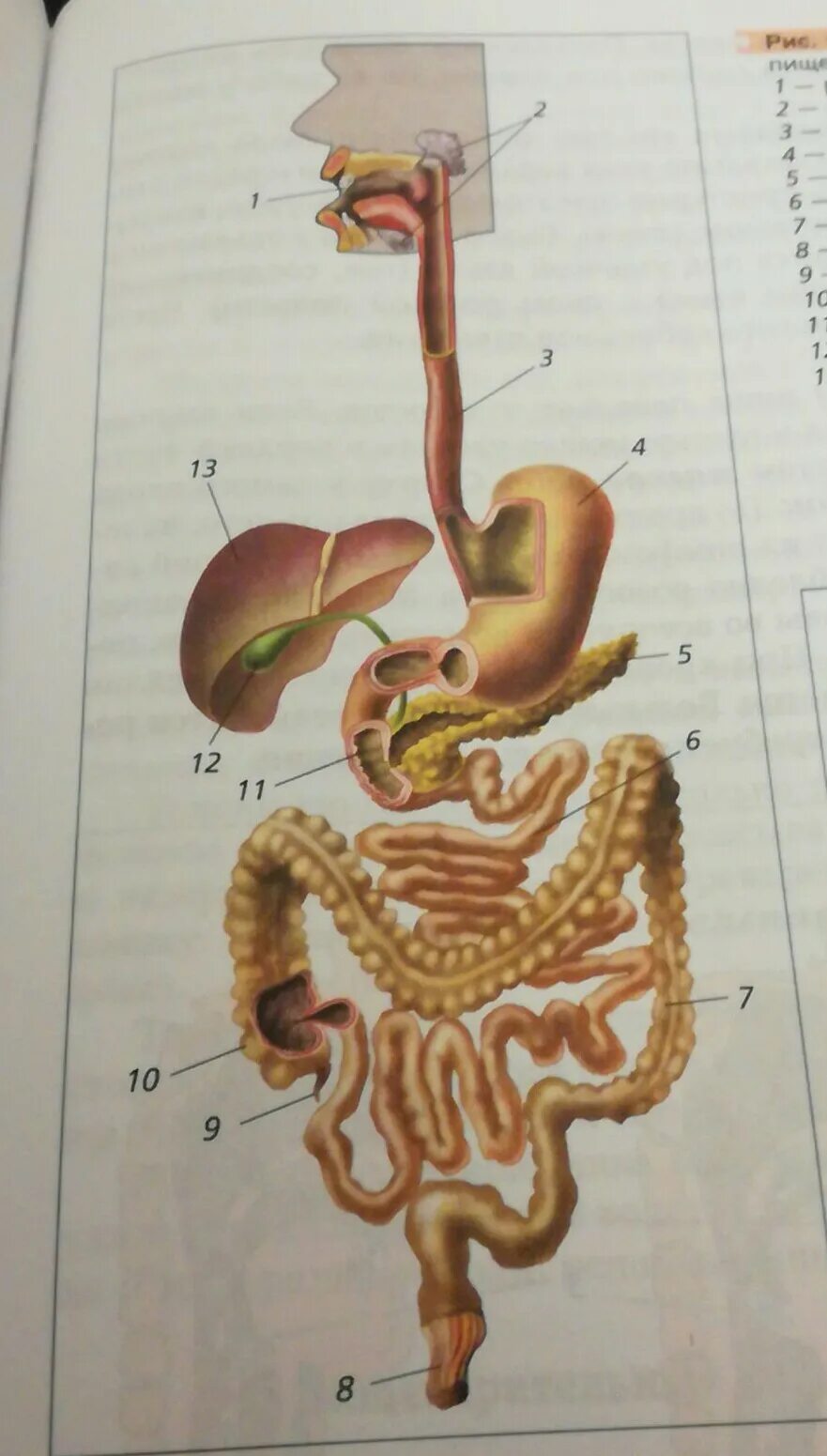 Система органов пищеварения 8 класс биология. Рис 59 система органов пищеварения. Система органов пищеварения рисунок 59 биология. Строение пищеварительной системы человека без подписей. Биология 8 класс 21