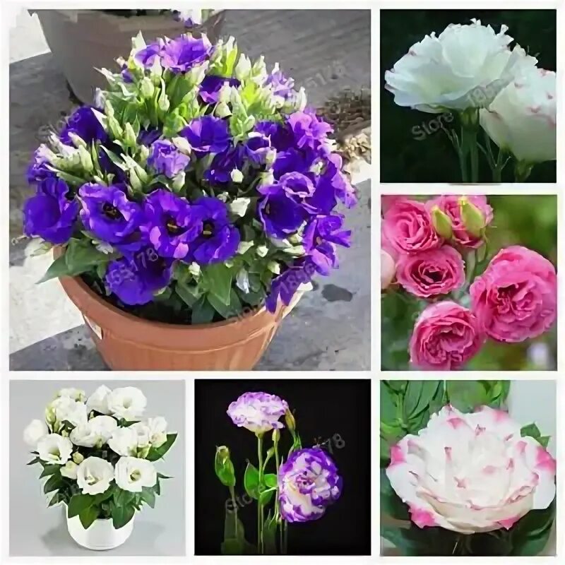 Lisianthus Seeds Rosie Pink 25 Pelleted Seeds F1 - Etsy Lisianthus flowers, Seed